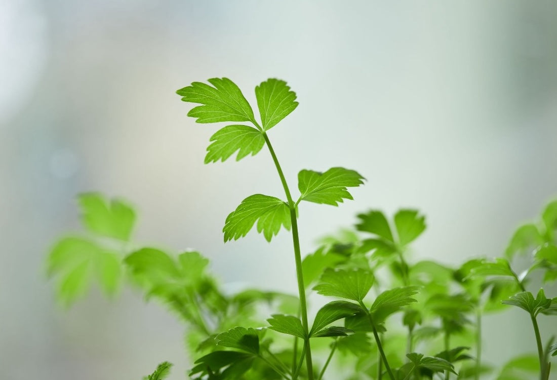 Kidney Detox with Parsley: Effects & Benefits Explained